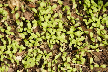 seedlings