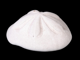 sand dollar