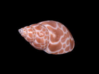 seashell