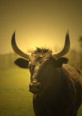 tête de taureau