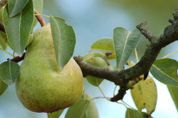 poire