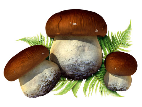 bolet champignon