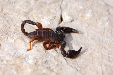 scorpion