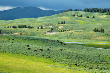 Fototapeta na wymiar yellowstone bizon