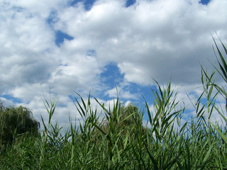 Obraz premium the nature