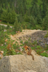 golden-mantled ground squirrel (spermophilus later