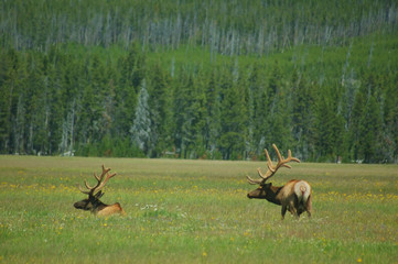 Naklejka premium yellowstone elk