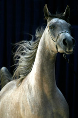 arabian horse