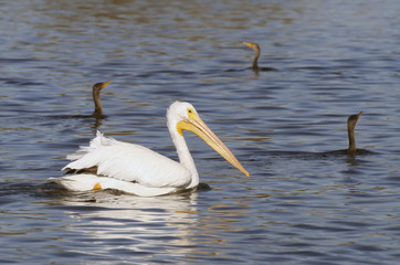 dancing water birds