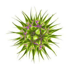 microbe/backteria/germ