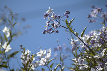 fleur © Casseb