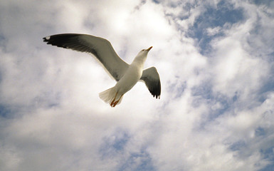 a gull is flying in sky