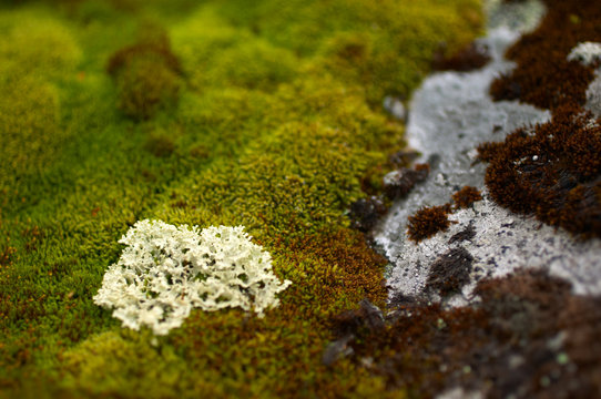 northern moss