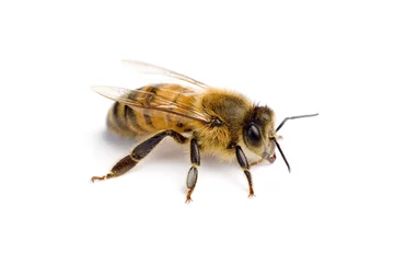 Door stickers Bee worker bee