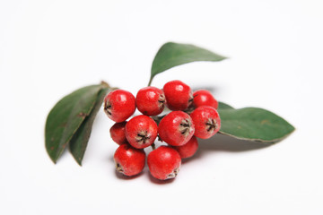 red berries