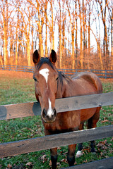 brown horse with white spot near fence