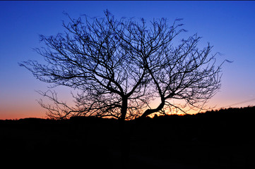 tree silhouette at sunset