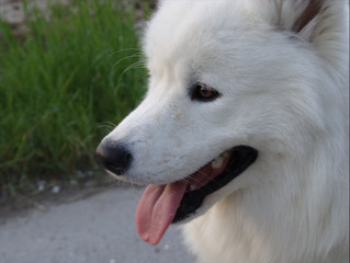 white dog closeup
