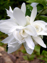 jasmin   jasmine   flower