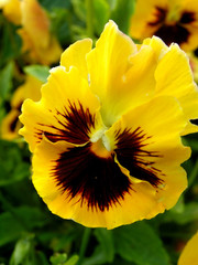 heartsease   kiss-me-quick   flower