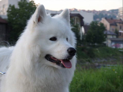 white dog