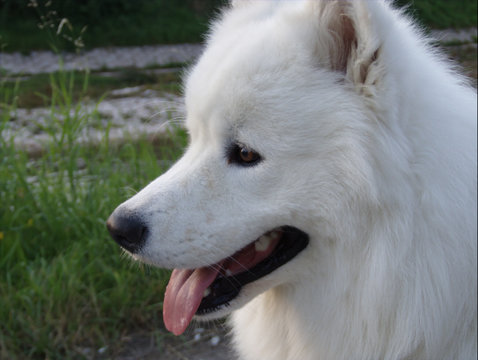 white dog face