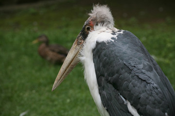 marabu