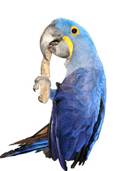 hyacinth macaw © EuToch
