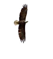 bald eagle