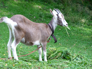 ziege auf der wiese