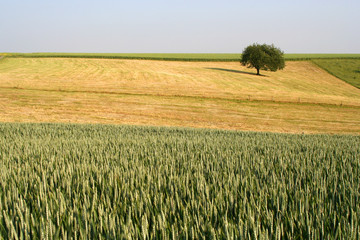 arbre solitaire dans champs de blé 01