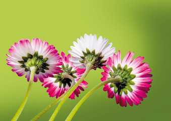 gänseblümchen auf grün © Patrizia Tilly