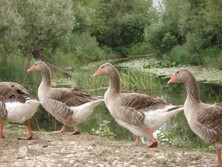 bird in national park