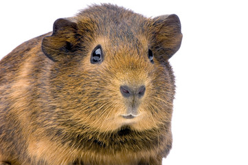 cochon d'inde agouti