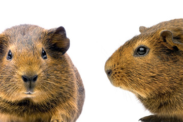 cochon d'inde agouti