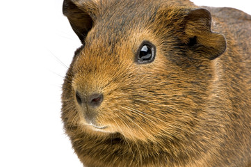 cochon d'inde agouti