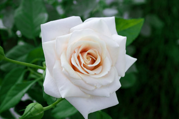 white rose