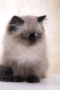 persian cat