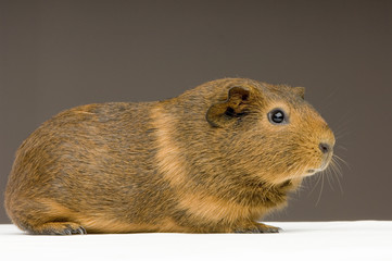 cochon d'inde agouti