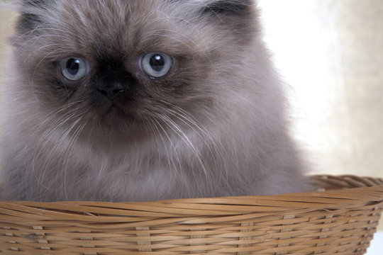persian cat