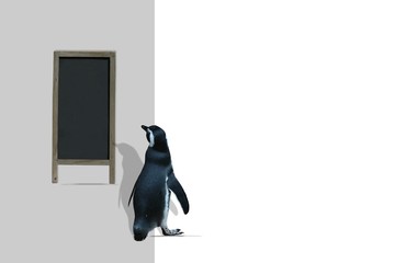 werbung pinguin und tafel zum beschreiben