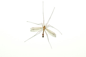 bug