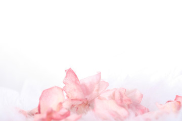Fototapeta na wymiar różowe płatki róży granicy
