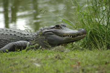 alligator