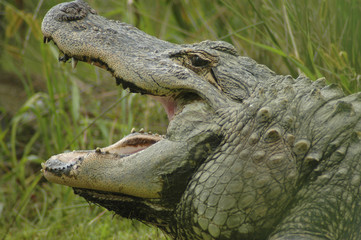 alligator 4