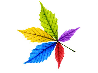 color leaves