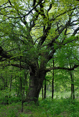 Fototapeta na wymiar oak