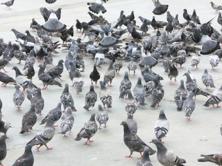Obraz premium pigeons