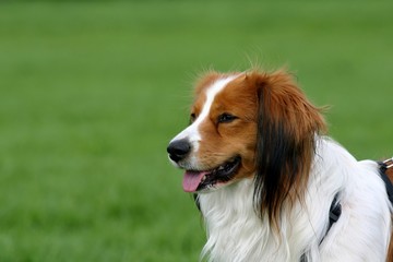 dog in a green field