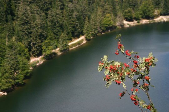 lake with berries